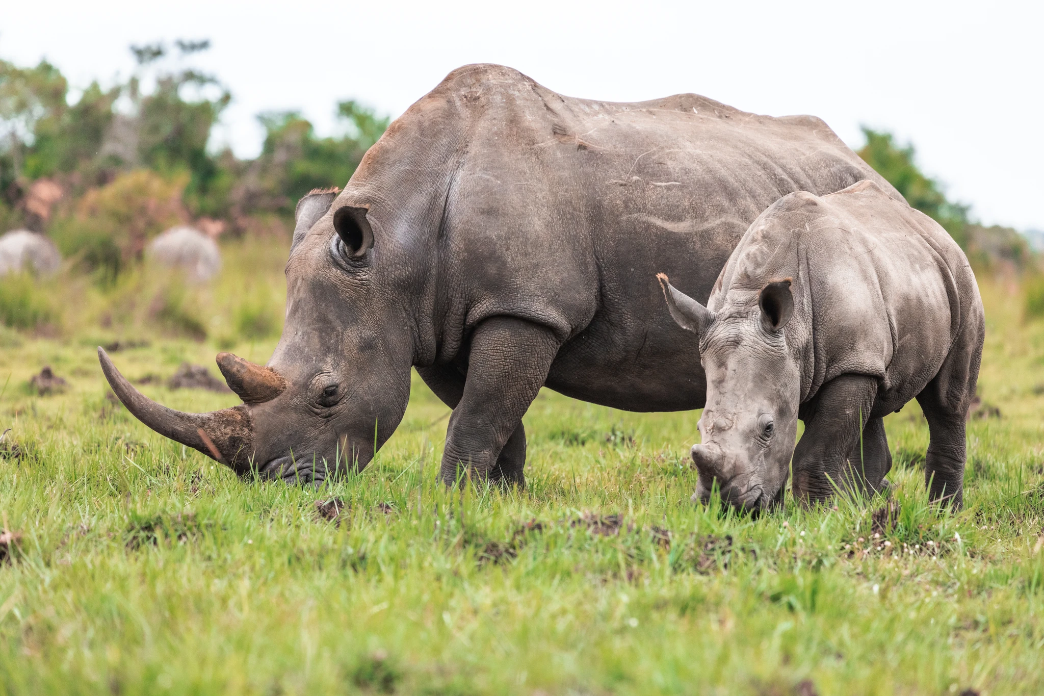 Ziwa Rhino Sanctuary