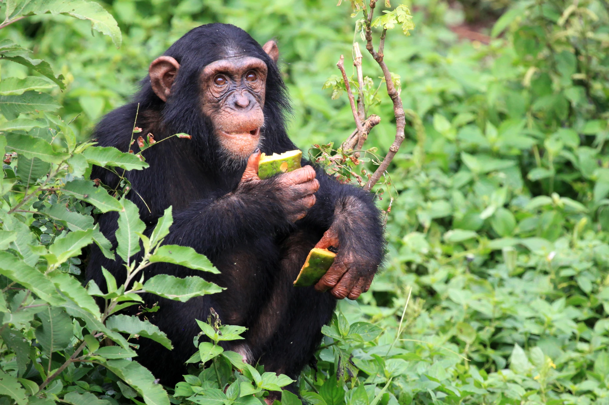 Kibale National Park