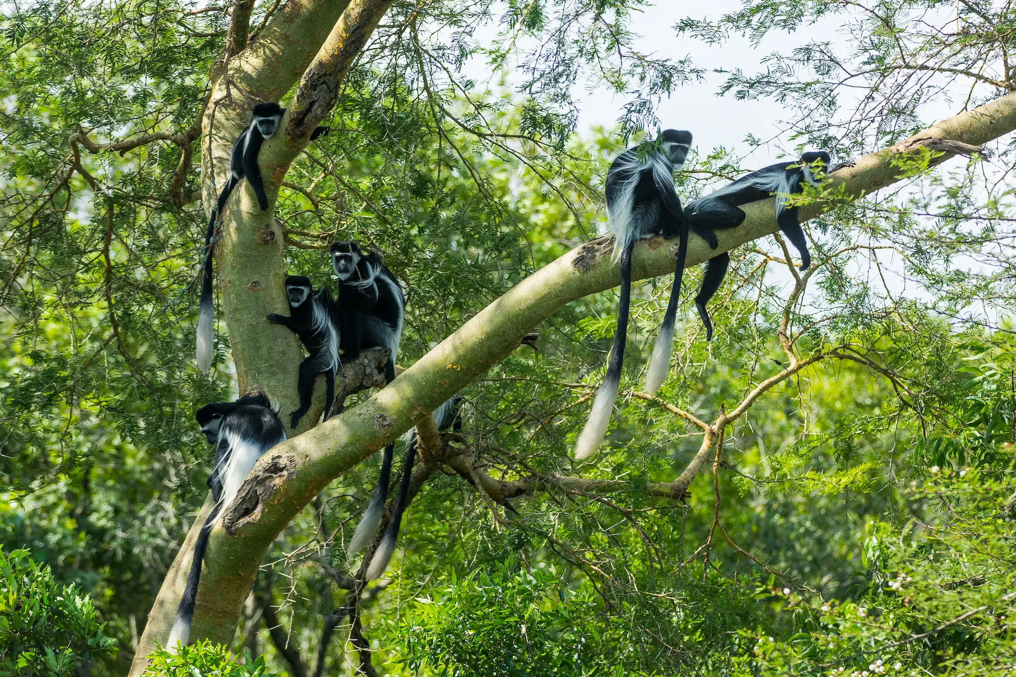 Nyungwe Forest