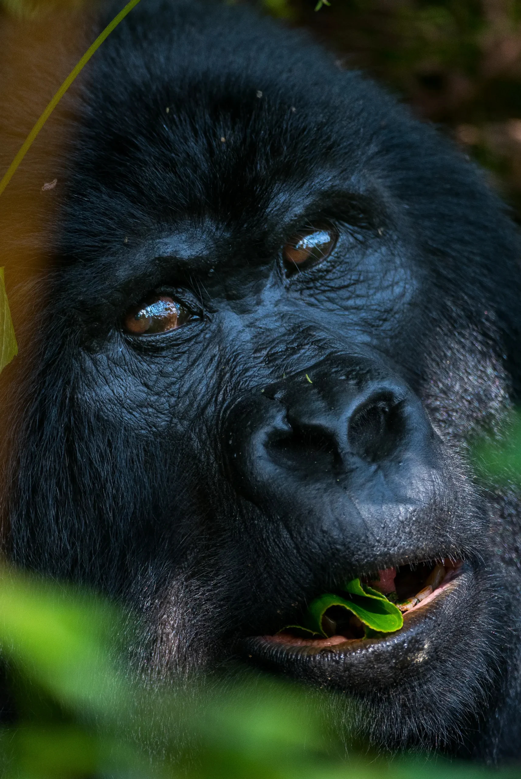 The Bwindi Impenetrable National Park