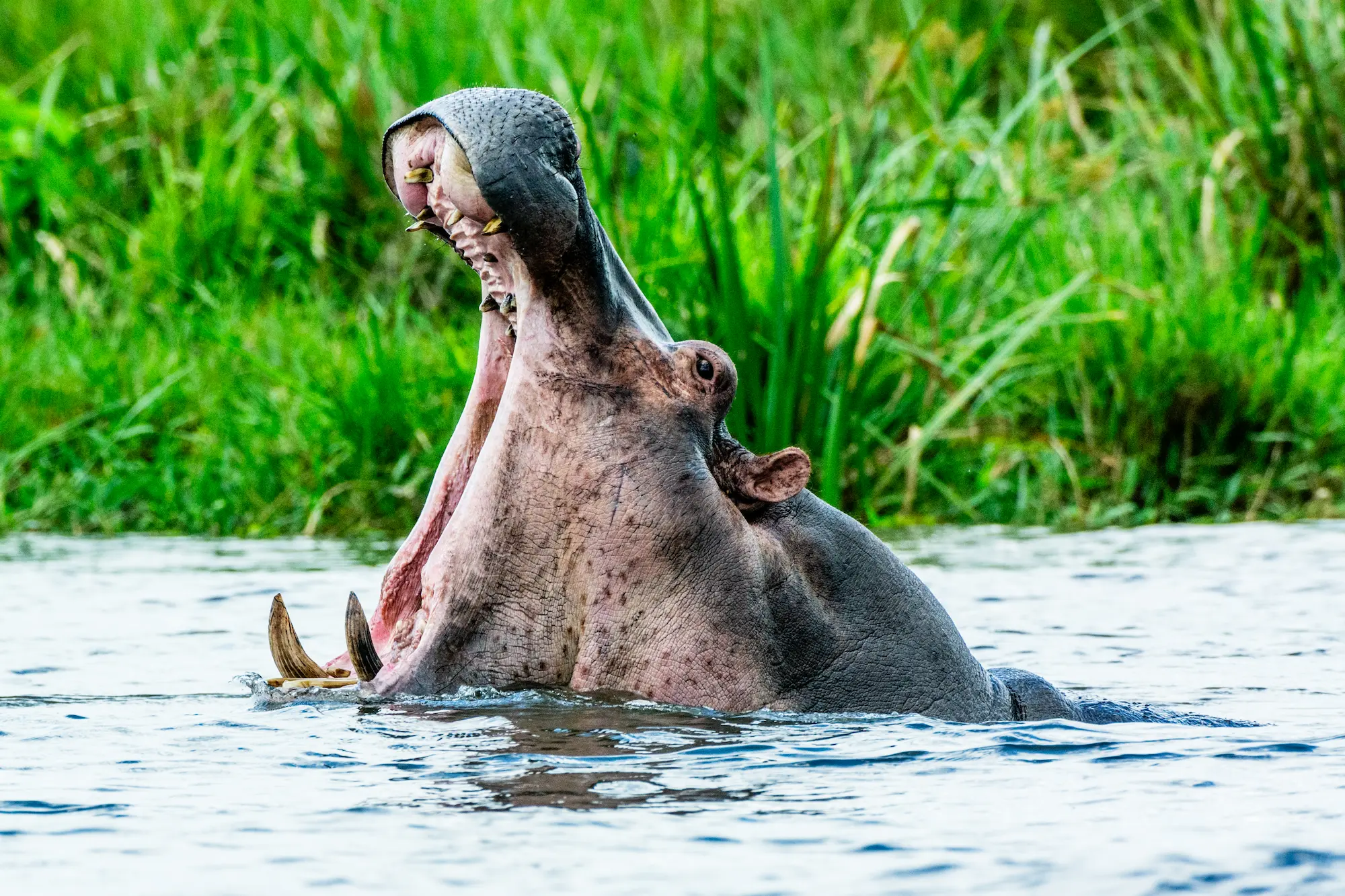 Safari Kiboko