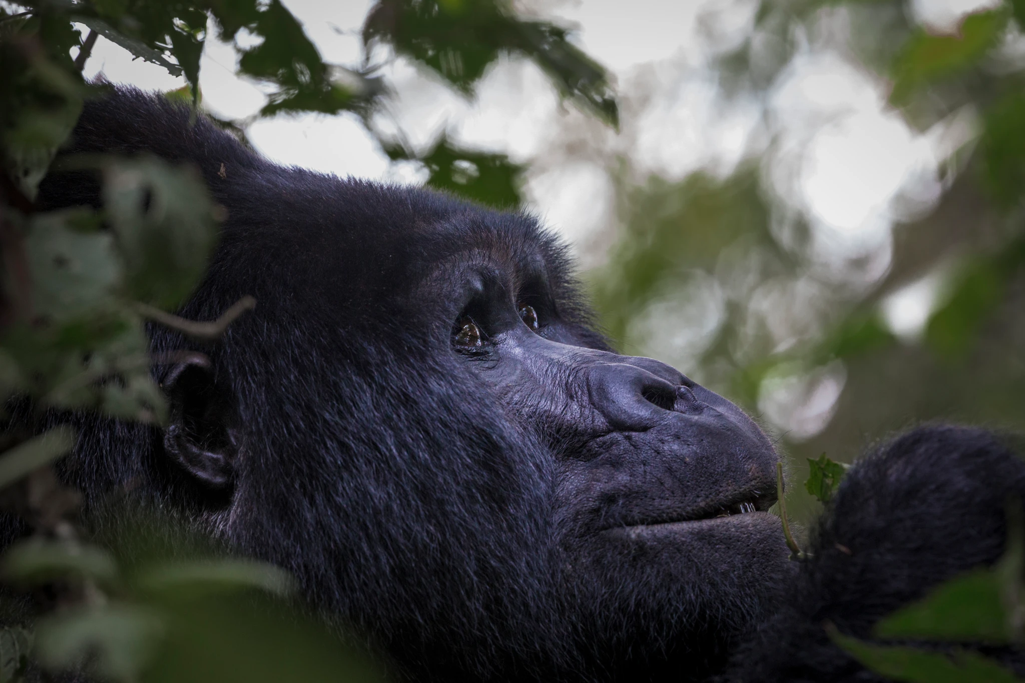 Mgahinga National Park